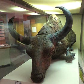 How does a 50,000-year-aged Bison taste?