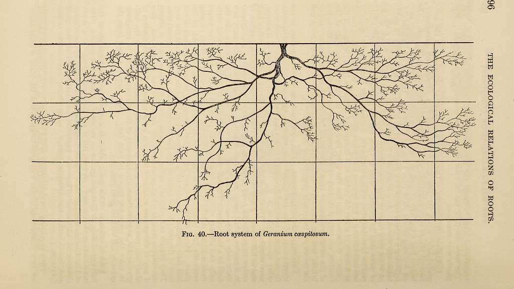 Diagram of spreading geranium roots