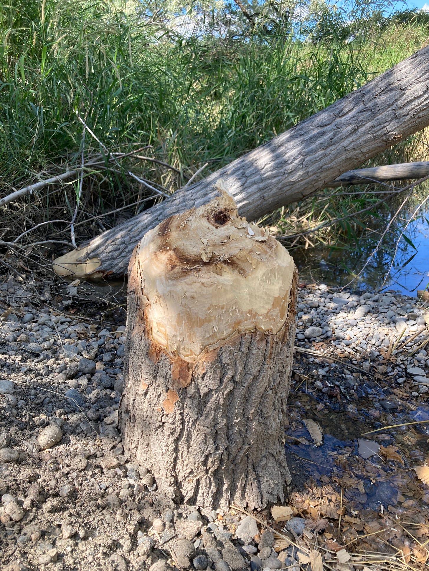Tree stump left after a beaver fell the tree.