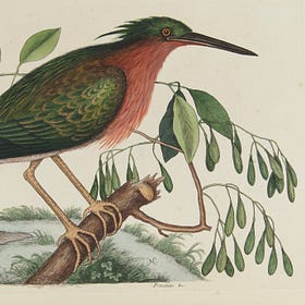 Before Audubon, there was Catesby