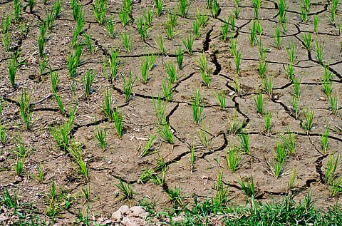 India among countries most exposed as El Niño threatens rainfed crops, FAO says