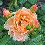MidwesternRosarian@bsky's avatar