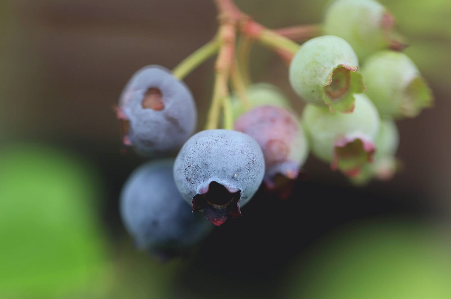 Blueberries, Cook the Vineyard Blueberries, Cook the Vineyard