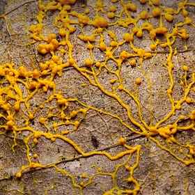 Um futuro inteligente só a natureza poderá produzir 