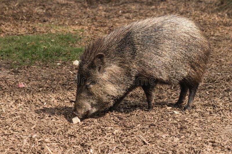 Picture of foraging peccary pig. Peccary pig stock images, royalty-free photos and pictures