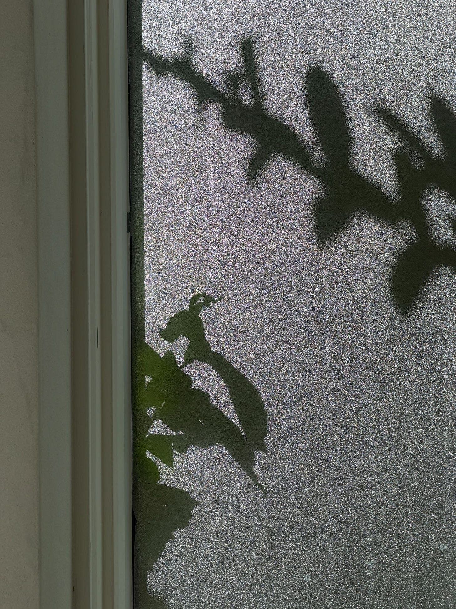 A shadow on a frosted bathroom window in the unmistakable shape of a large insect with antennae A shadow on a frosted bathroom window in the unmistakable shape of a large insect with antennae