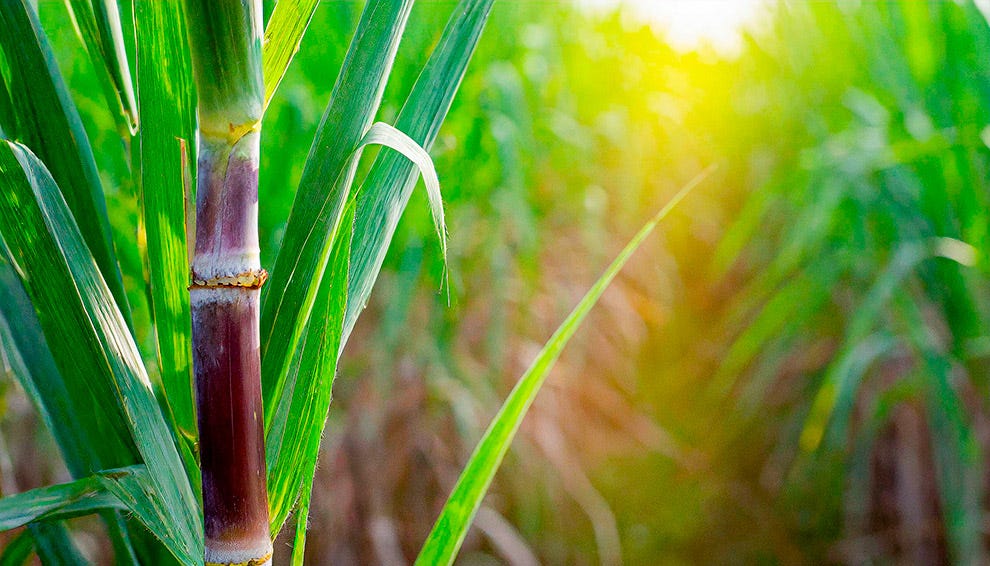 Fotografia em close-up de um canavial, destacando um colmo de cana-de-açúcar com coloração arroxeada e folhas verdes longas, com fileiras de plantas ao fundo iluminadas por luz solar dourada. Fotografia em close-up de um canavial, destacando um colmo de cana-de-açúcar com coloração arroxeada e folhas verdes longas, com fileiras de plantas ao fundo iluminadas por luz solar dourada.