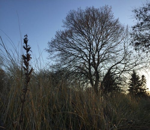 thanksgiving sky