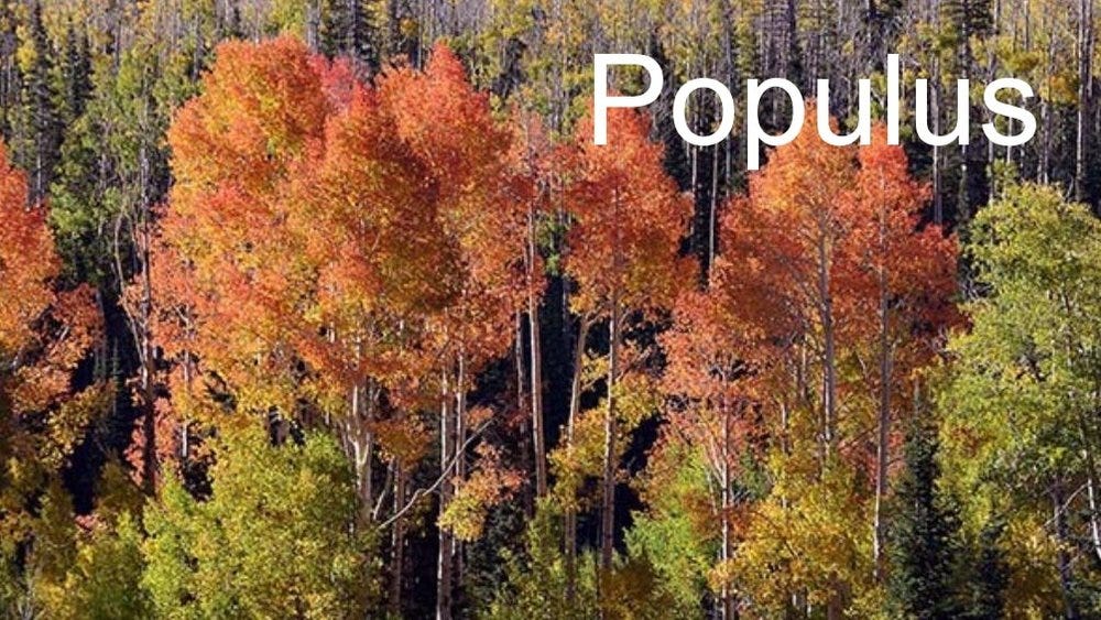 80-trees-shrubs 31 fast.jpeg 80-trees-shrubs 31 fast.jpeg