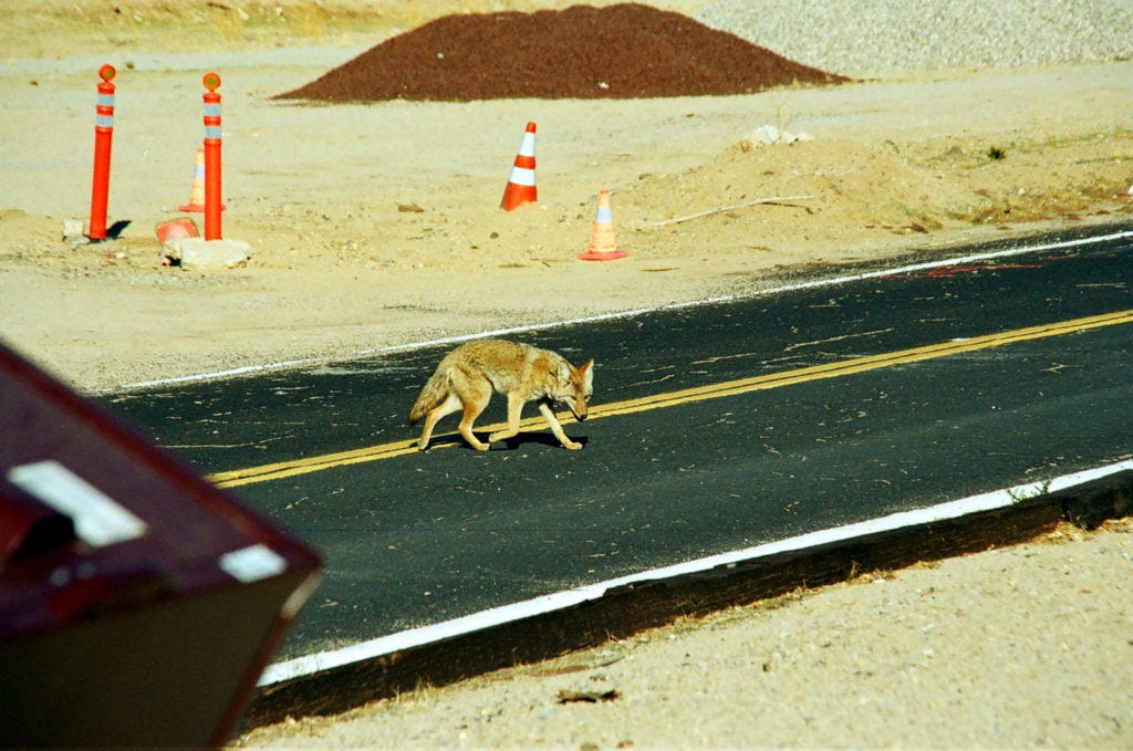 Jochen Schliemann, P - trauriges Reisen, Buch, Roman Jochen Schliemann, P - trauriges Reisen, Buch, Roman