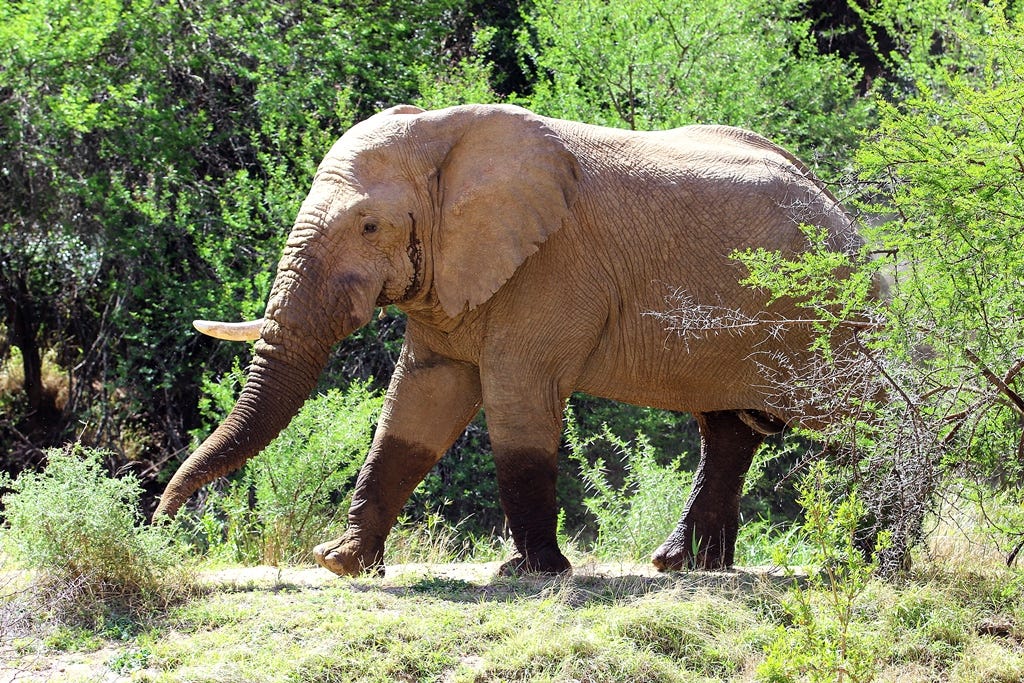 One tusk bull