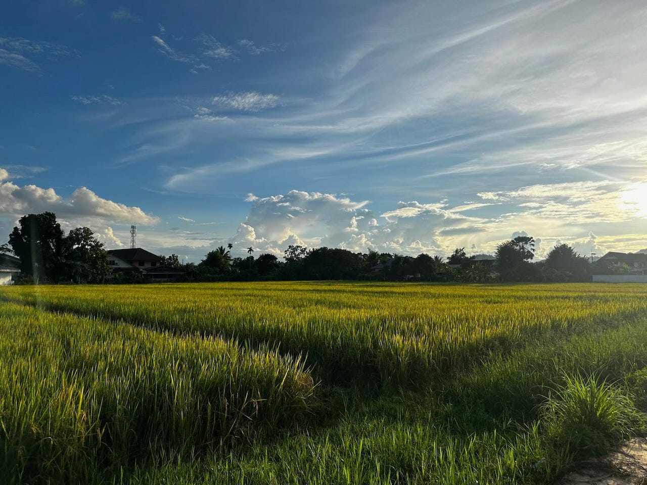 Golden-green rice fields in northern Thailand under a vast blue sky with scattered clouds. Late afternoon sunlight casts a warm glow across the landscape, with trees and small houses visible along the horizon.