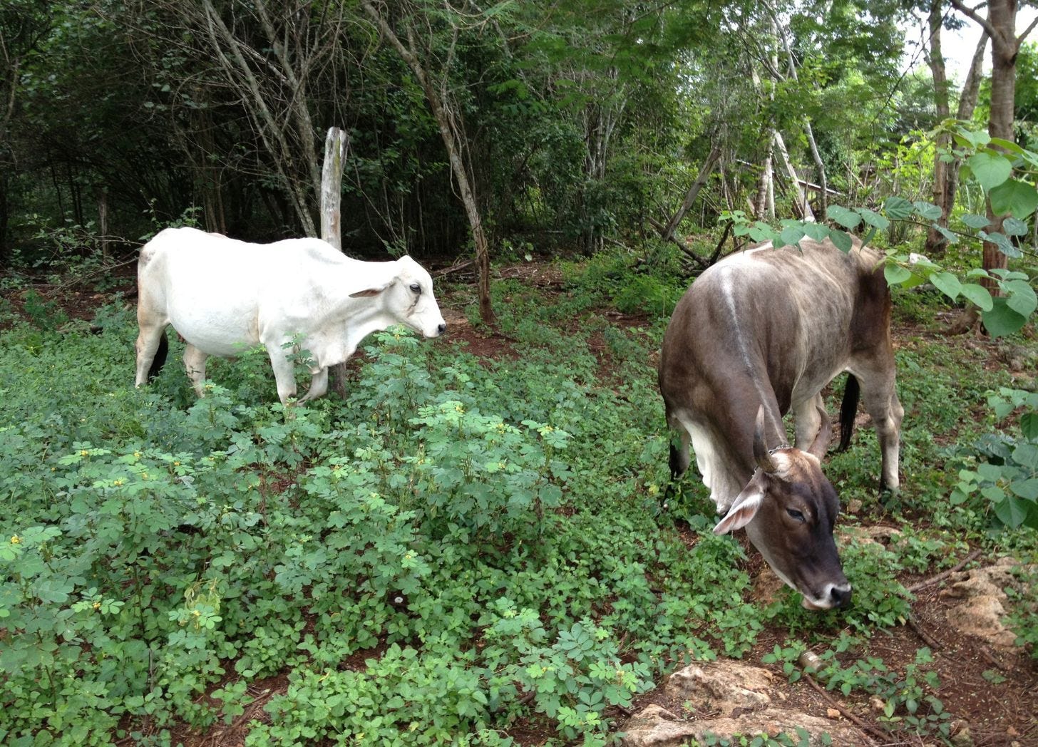 Two Brahman cattle, one white and one gray, grazing in low scrub under jungle trees. Two Brahman cattle, one white and one gray, grazing in low scrub under jungle trees.