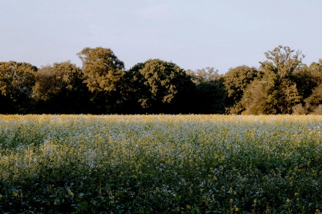 A field with trees in the background