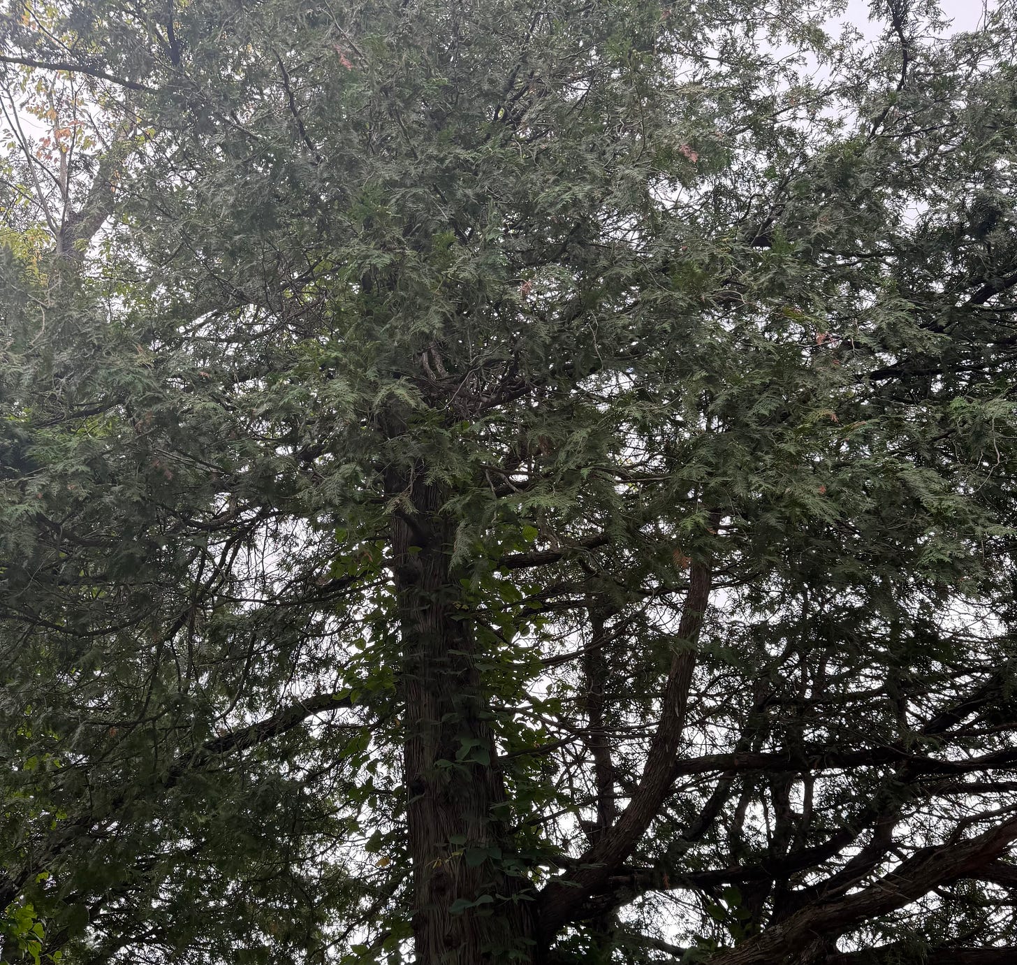 mature soaring pines fill the sky.