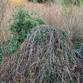 In the Thicket