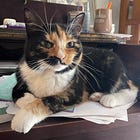 Taking a Pause With Paws: Creating Mindful Moments With Our Pets