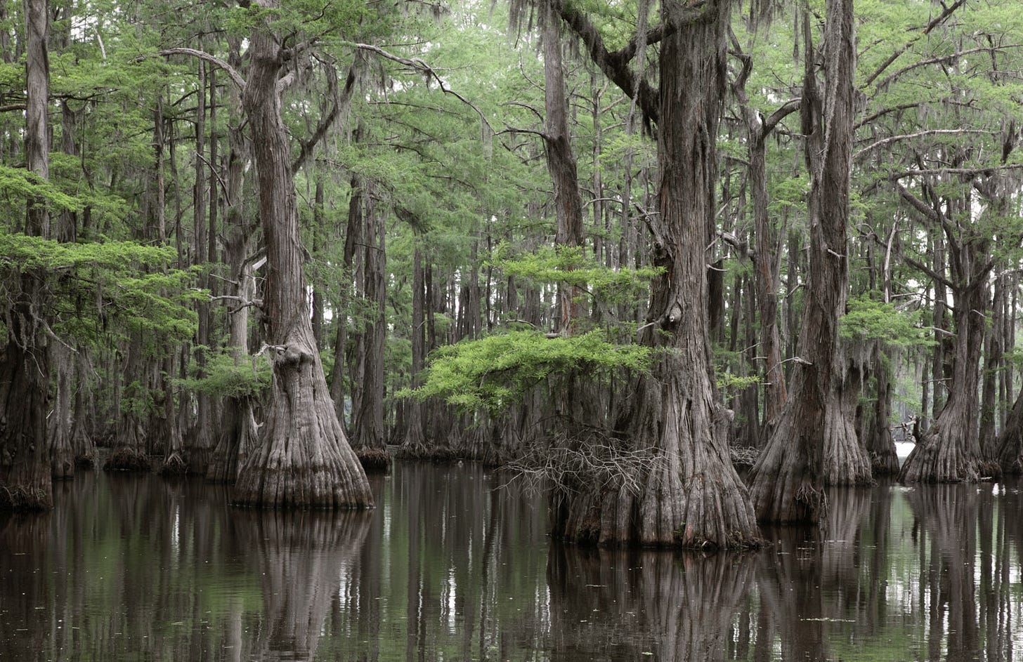 Ancient bald cypress trees with green canopies and wide bases growing from a black river. Ancient bald cypress trees with green canopies and wide bases growing from a black river.