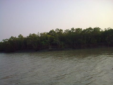 My photo,Sunset,Mangrove Forest,Launch,River Bidyadhari and Mangrove