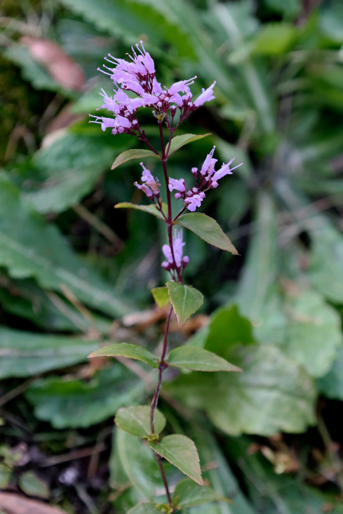 a blooming american dittany plant a blooming american dittany plant