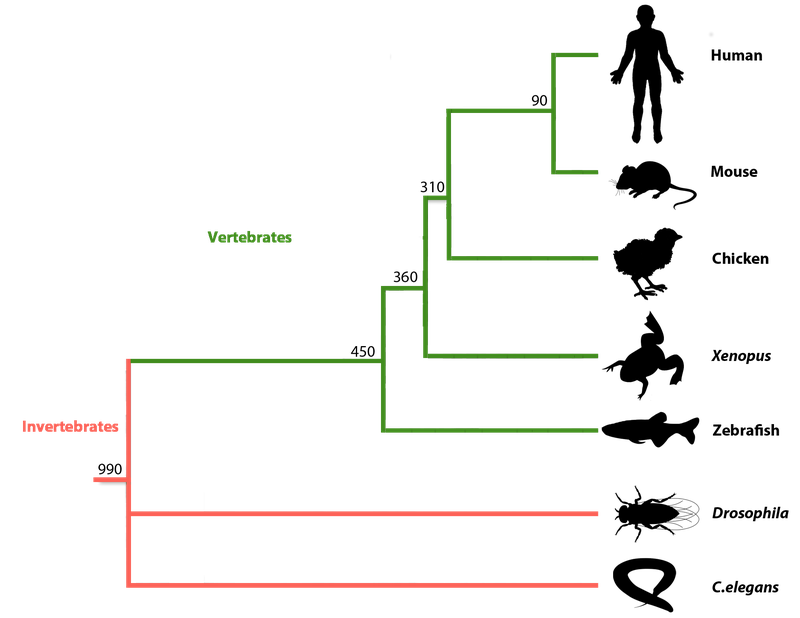 Model organisms on Earth and in space - Genes in Space