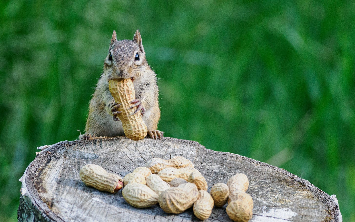 Chipmunk