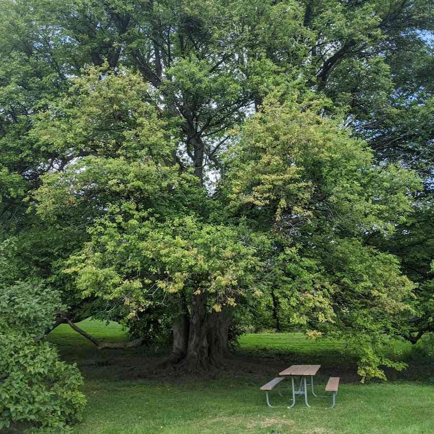highland park picnic table