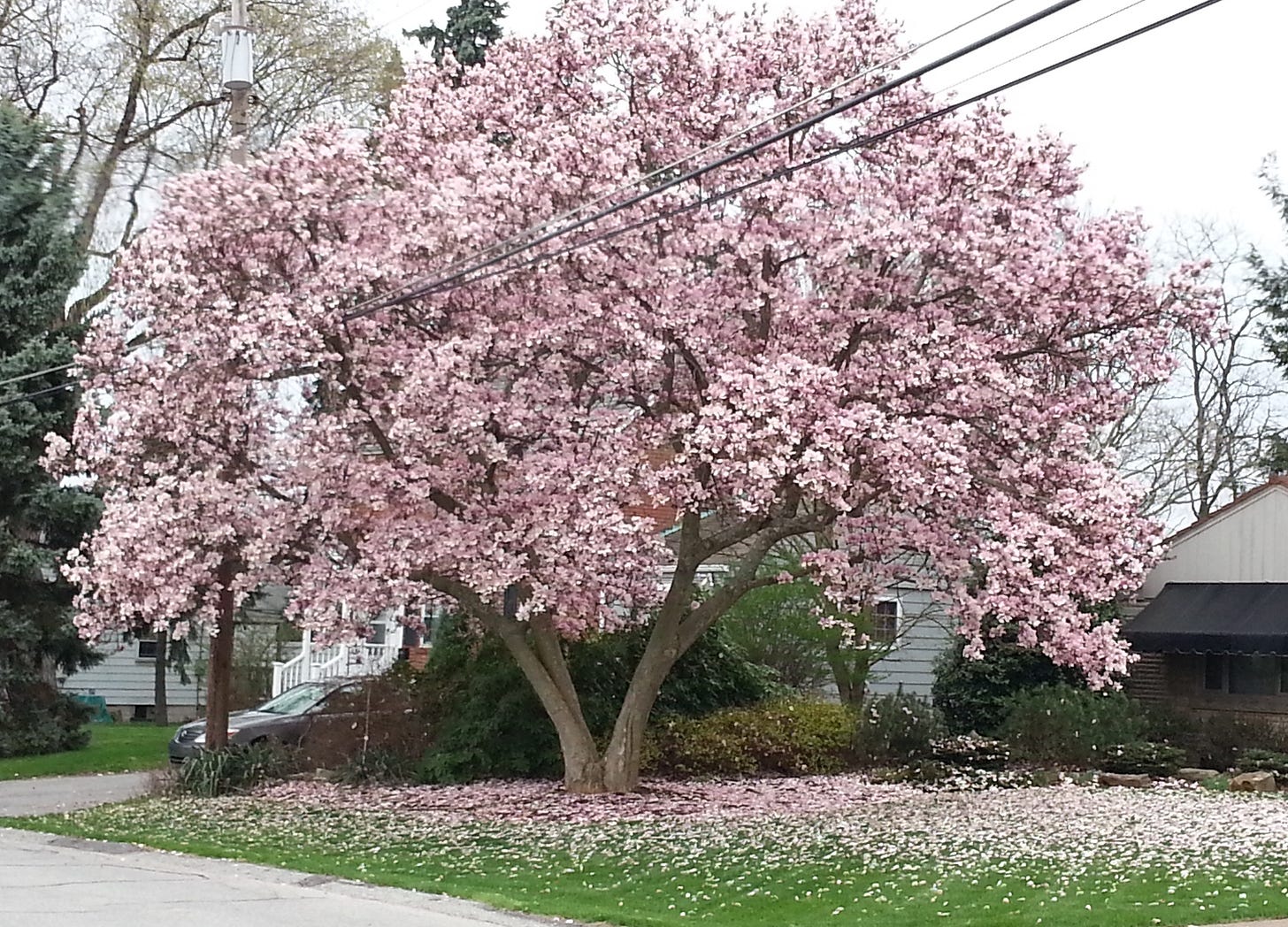 Pink Magnolia Trees – Crazy for Gardening