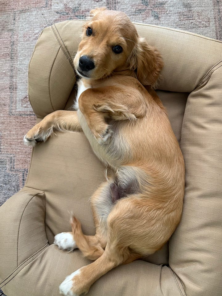 Puppy Finn 