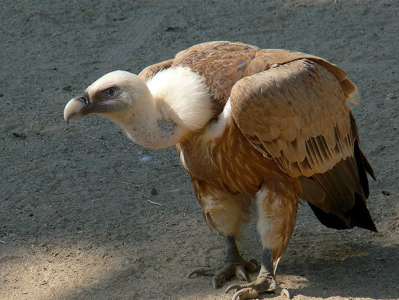 Griffon vulture