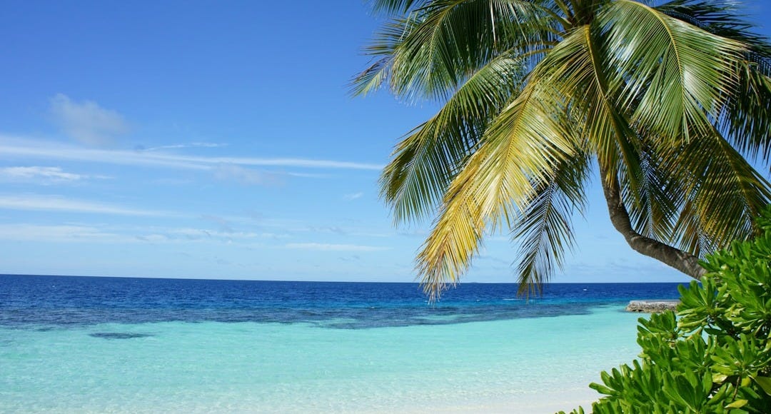 coconut tree near body of water
