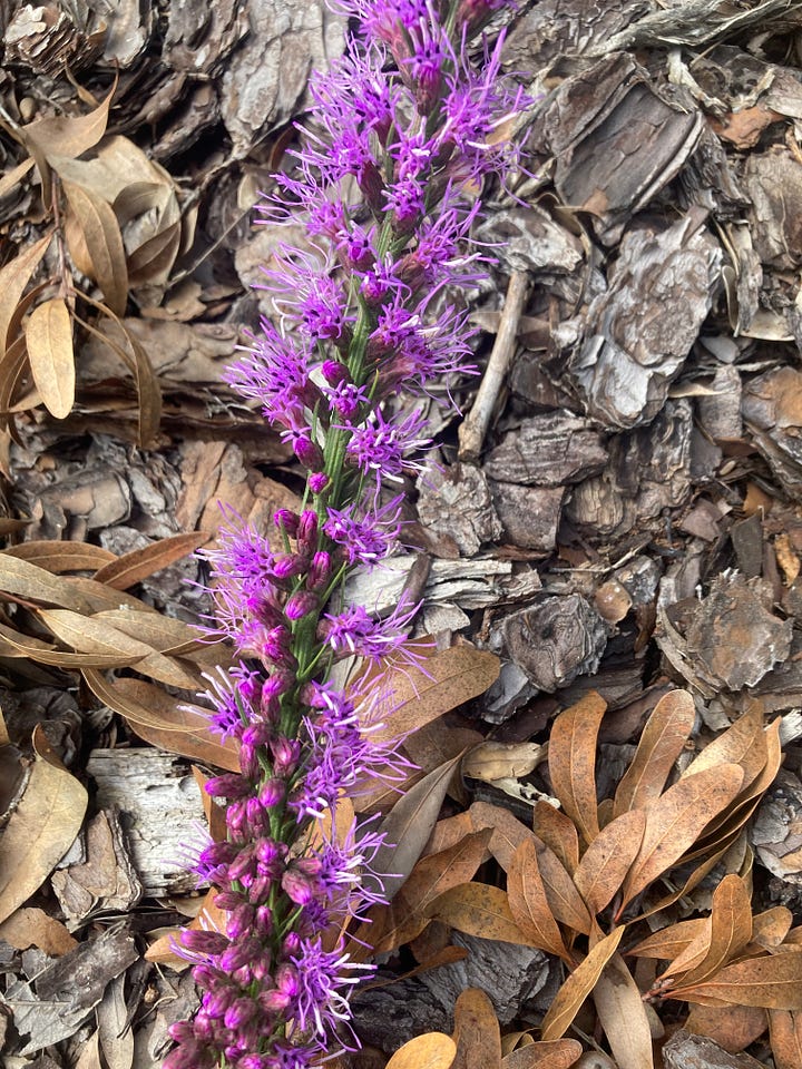 Flowering plants in the Florida-Friendly Landscaping Demonstration Garden that include purple blazing star, white snow squarestem, yellow Starry rosinweed, and red pentas.