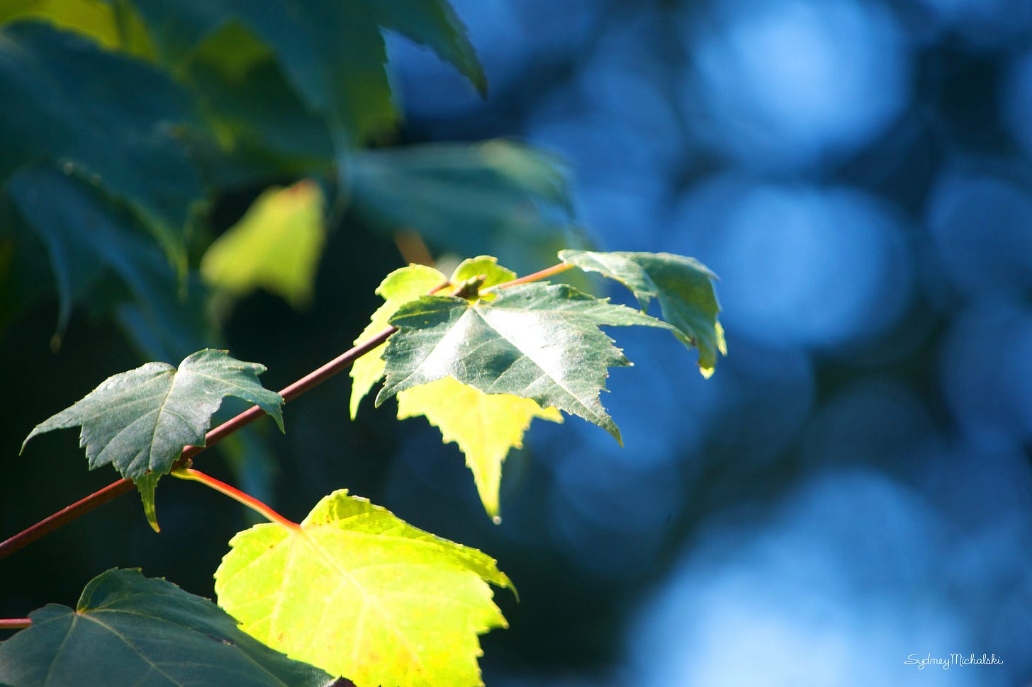 Summer maple leaves glow in the sun against a dappled blue background.