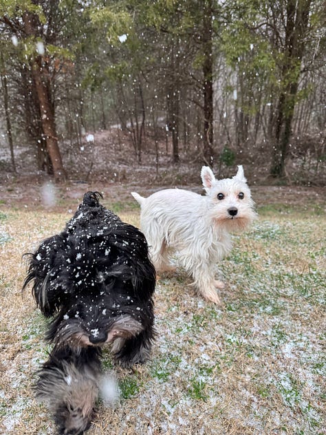 dogs in the snow