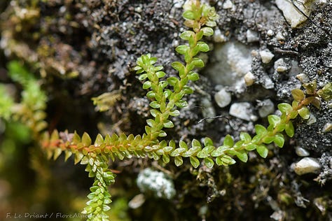 Flora Alpina: The Lycophytes - by Anne Thomas