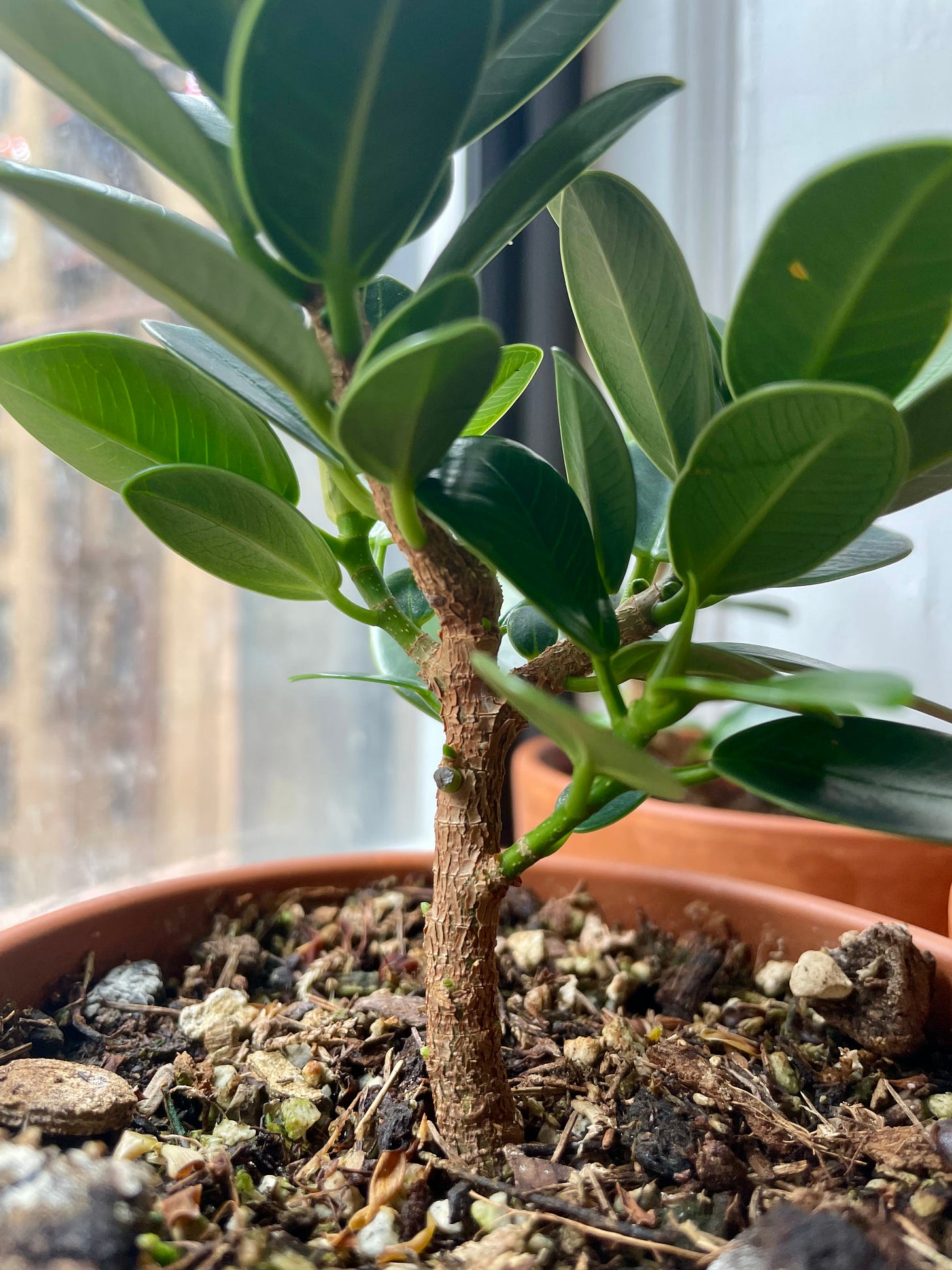 ID: Closeup photo of a particularly vigorous ficus cutting.