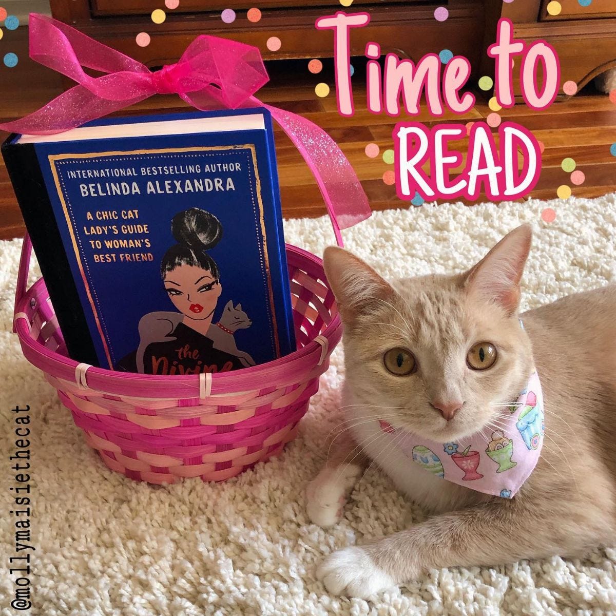 The Divine Feline: A Chic Cat Lady’s Guide to Woman’s Best Friend 