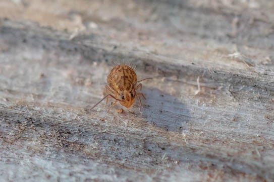 Small yellow globular springtail on soil that looks like big shiny rocks because of how zoomed in the photo is; light orange-brown globular springtail with dark pink-purple markings facing the camera and sitting on some plywood, a similar globular springtail on pale blue foliose lichen on a stick, an off-white springtail with brown stripes on pale blue-green lichen.