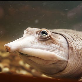 泥の中に隠れ続ける。インドシナオオスッポンという巨大な生き物