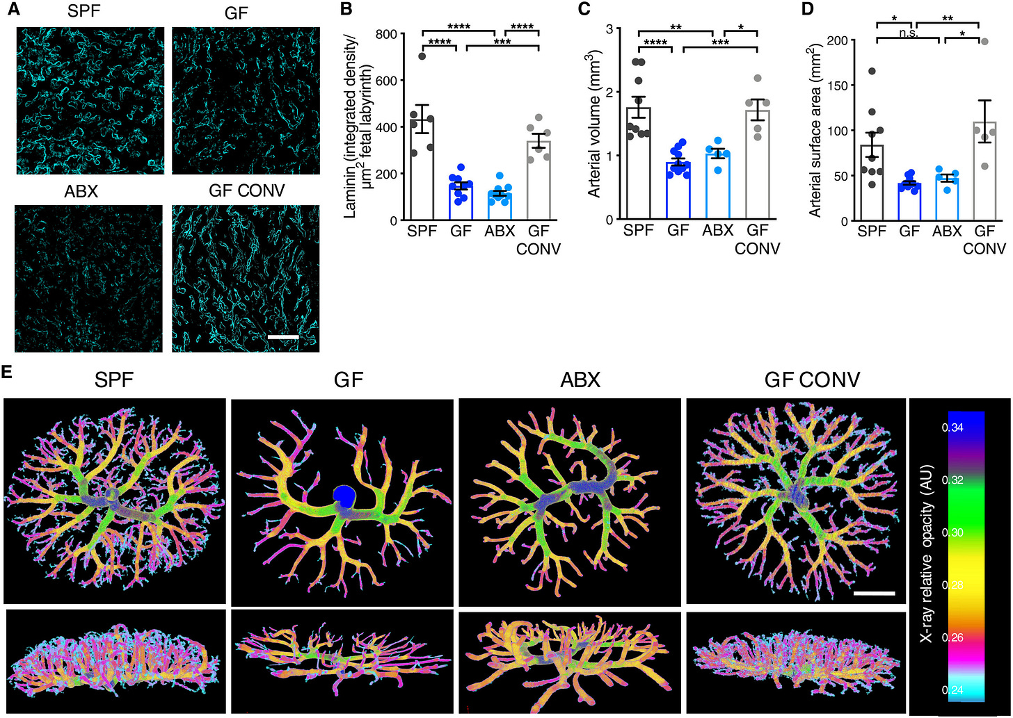 A mother mouse needs a diverse gut microbiome to form a healthy placenta A mother mouse needs a diverse gut microbiome to form a healthy placenta