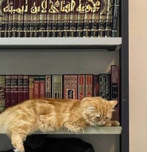 This may contain: an orange cat laying on top of a bookshelf filled with lots of books This may contain: an orange cat laying on top of a bookshelf filled with lots of books