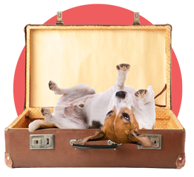 Dog in a suitcase Dog in a suitcase