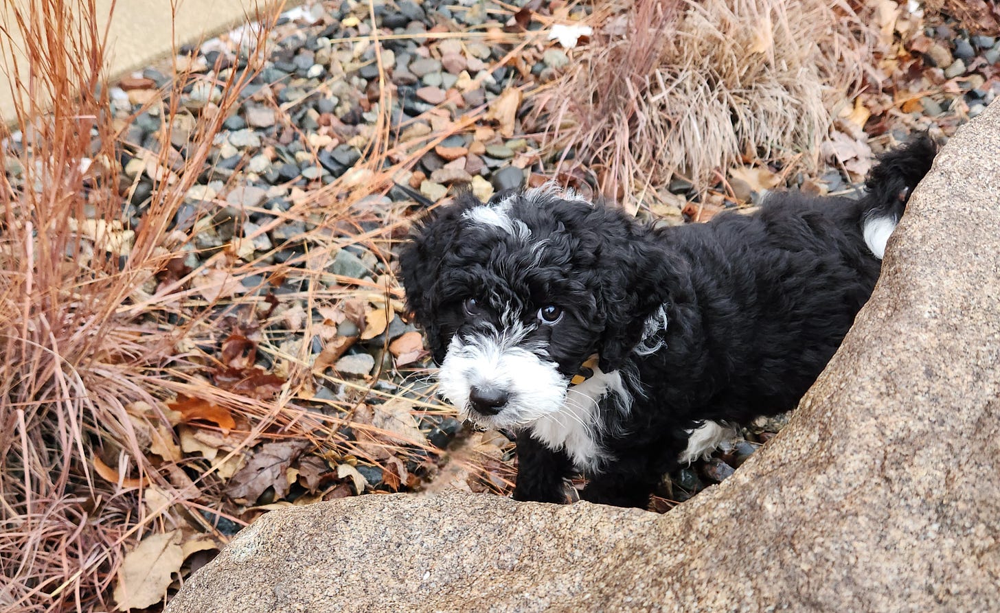 Photo of black and white fluffy puppy