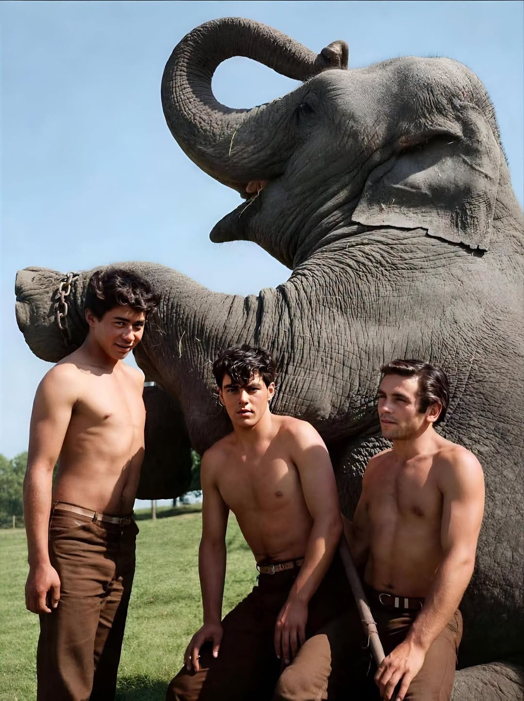 May be an image of elephant May be an image of elephant