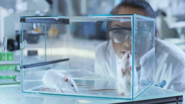 Medical Research Scientists Examines Laboratory Mice kept in a Glass Cage. She Works in a Light Laboratory. Medical Research Scientists Examines Laboratory Mice kept in a Glass Cage. She Works in a Light Laboratory. pharmaceutical laboratory animal stock pictures, royalty-free photos & images