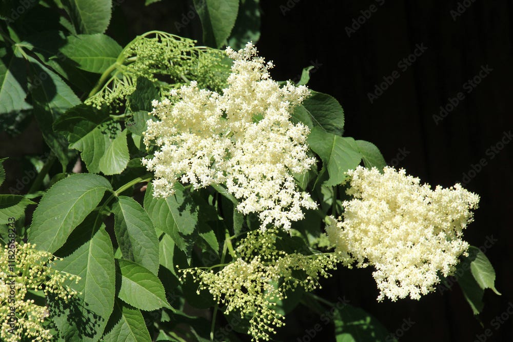 Elderberry black (Sambucus nigra) blooms in nature
