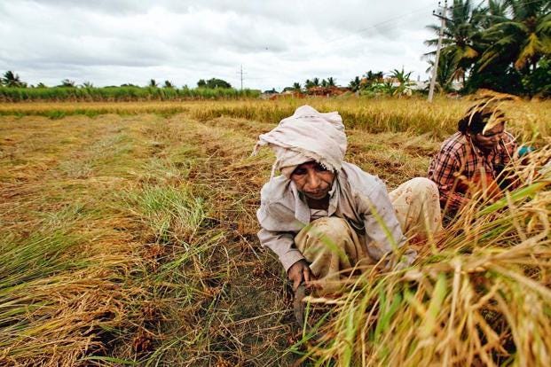Agriculture has the potential for major productivity and total output gains increase because crop yields in India are still just 30% to 60% of the best sustainable crop yields achievable in the farms of developed as well as other developing countries. Photo: Bloomberg<br /><br /> Agriculture has the potential for major productivity and total output gains increase because crop yields in India are still just 30% to 60% of the best sustainable crop yields achievable in the farms of developed as well as other developing countries. Photo: Bloomberg<br /><br />