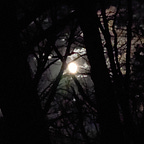 Jazz Roots & Branches