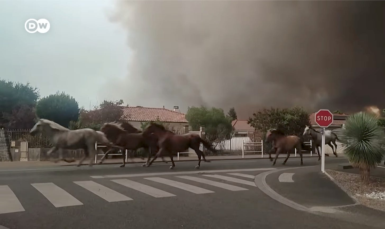 Beautiful horses released by some caring soul gallop over a paved suburban street, fleeing fireand smoke.