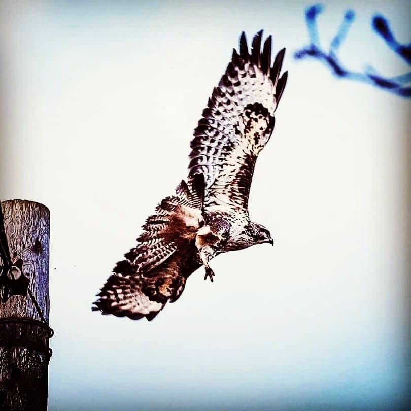 Buzzard Swooping for its Prey In Exeter's Capability Brown Gardens